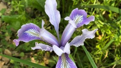 Douglas Iris. Photo by Marcia Hakanson. photo of a Douglas Iris