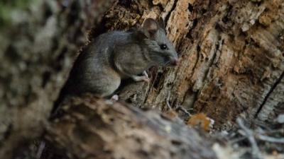 Dusky-footed woodrat. Photo by Cindy Roessler photo of a dusky-footed woodrat