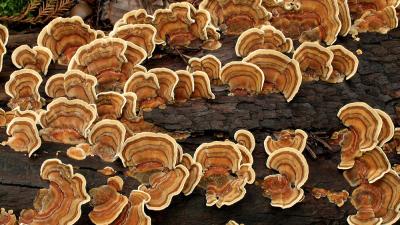 Turkey Tail Fungus