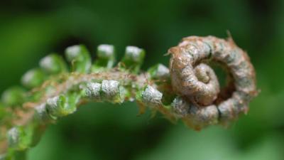 A curled fern fiddlehead in El Corte de Madera Open Space Preserve