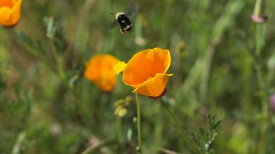 A bumblebee visiting California poppies (Garrett Nakamura)