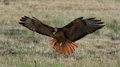 a hawk hovering over prey