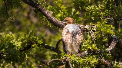 Red-tailed hawk perching amongst tree branches at Rancho San Antonio