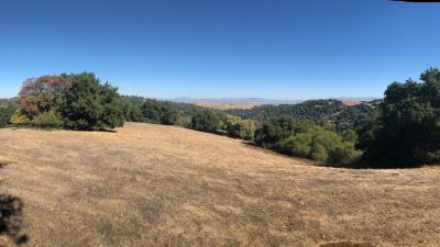 View of rolling golden field and oak trees