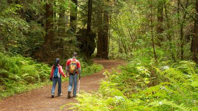 Hikers on the Purisima Creek Trail in Midpen's popular Purisima Creek Redwoods Preserve. (Randy Weber)
