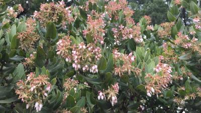 Kings Mountain Manzanita in bloom