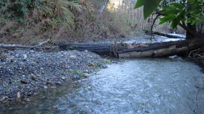 Large Woody Debris installed at San Gregorio Creek in La Honda Creek OSP