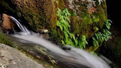 Ferns in rocky crevices Ferns growing on along the steep rocky sides of a waterfall in Long Ridge Open Space Preserve