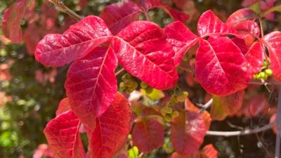 Red Poison oak leaves by Eleanor Raab