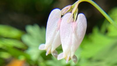 Pacific bleeding hearts at Los Trancos (Shree Padmini Kokali)