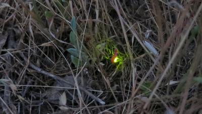 Glowworm in Monte Bello Preserve (Jack Owicki) Glowworm in Monte Bello Preserve (Jack Owicki)
