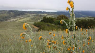 Common fiddlenecks at Monte Bello Open Space Preserve (Matt Adelman)