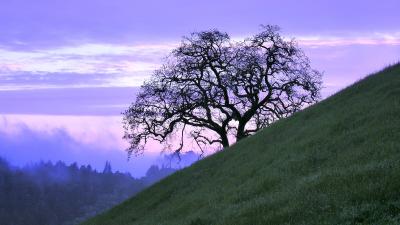 oak tree 