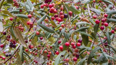 Monte Bello Preserve (Karl Gohl) Bright red coffee berries in a shrub
