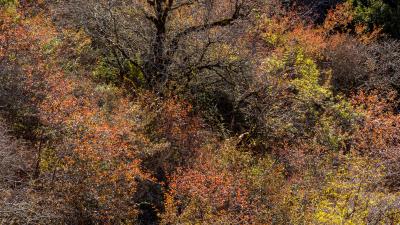 (Karl Gohl) Orange and red leaves on a tree