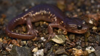 Arboreal salamander Closeup of an arboreal salamander