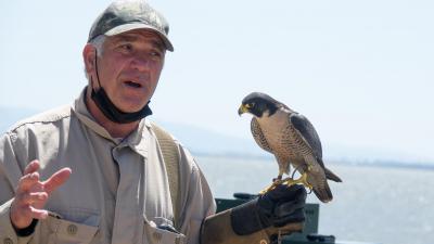 A falconer with a peregrine falcon helped participants understand local wildlife at the Midpeninsula Regional Open Space District's Bayside Family Festival in Ravenswood Open Space Preserve on April 30. (Mishaa DeGraw)