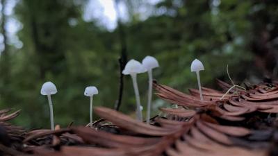 Tiny white mushrooms on the forest floor