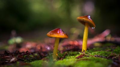 Wax Cap Mushrooms. Photo by Robin Luera. Wax Cap Mushrooms