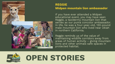 Open Stories - Reggie