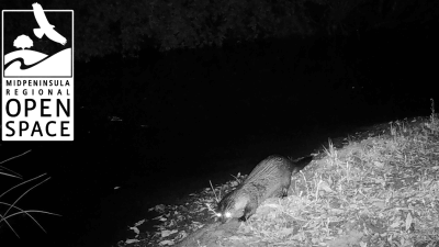 A wildlife camera image of a river otter at night.