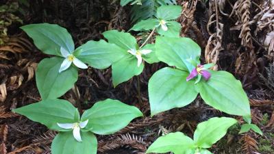 Pacific trilliums (Amanda Mills)