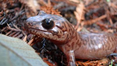 California giant salamander Closeup photo of a California giant salamander