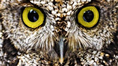 Owl face close-up