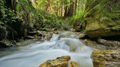 El Corte de Madera Creek Preserve | Midpeninsula Regional Open Space