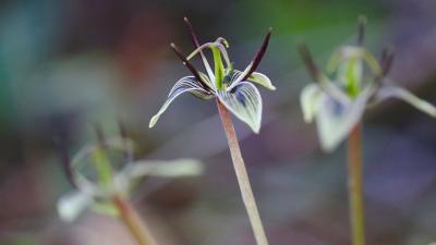 Photo: Marty Higgins Fetid adder's tongue flowers