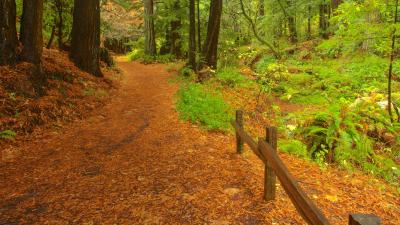 Purisima Creek Redwoods Trail with fallen leaves near fence and ferns
