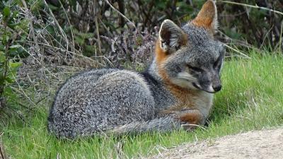 Gray fox (Tim Teske)