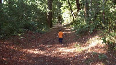 a child walking on a wooded trail