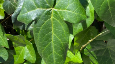 English Ivy leaves by Zoya Akulova