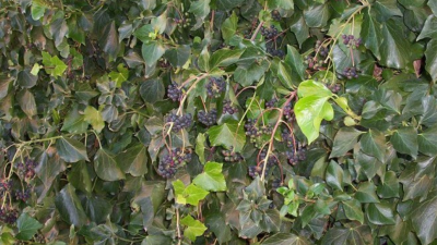 English Ivy vines by Luigi Rignanese