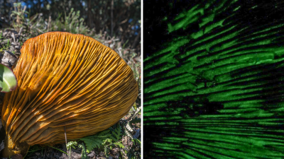 Western Jack-O-Lantern mushroom (Omphalotus olivascens) with bioluminescence