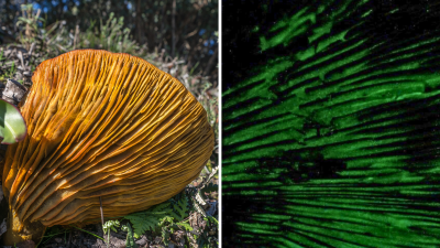 Western Jack-O-Lantern mushroom (Omphalotus olivascens) with bioluminescence 