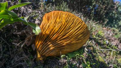 Jack-o'-Lantern Mushroom (Karl Gohl)