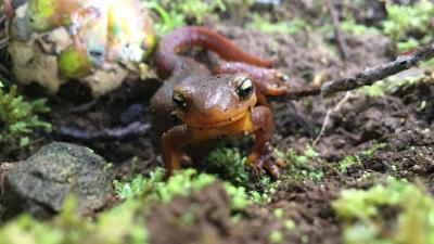 California newt on mossy ground California newt on mossy ground