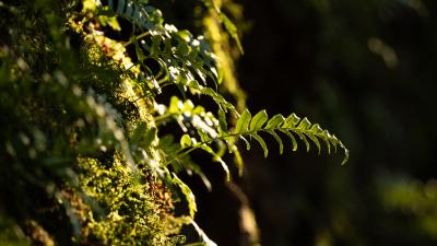 A closeup image of a fern growing from a mossy tree trunk. 