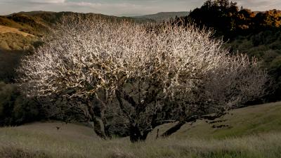 Photo: Brian Washburn a bare tree against a hillside