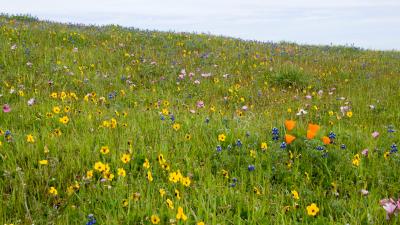 variety of wildflowers