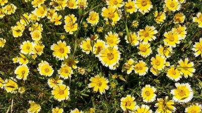 Tidy tips flowers in Russian Ridge Open Space Preserve (Karl Gohl)