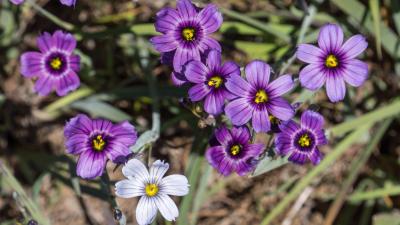 Blue-eyed grass flowers at Russian Ridge Open Space Preserve by Karl Gohl