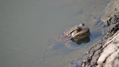 California red-legged frog (Leigh Ann Gessner)