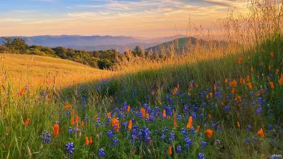 wildflowers and golden hills