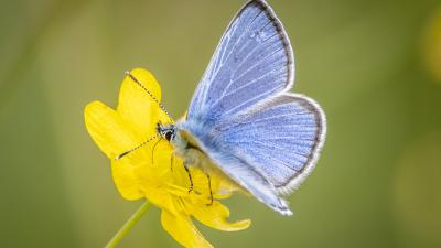 Silvery blue butterfly
