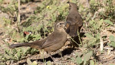 California thrashers at Rancho San Antonio (Karl Gohl)