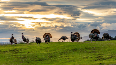 A flock of turkeys on a hill at sunrise