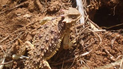 Blainville's Horned Lizard (Amanda Mills)